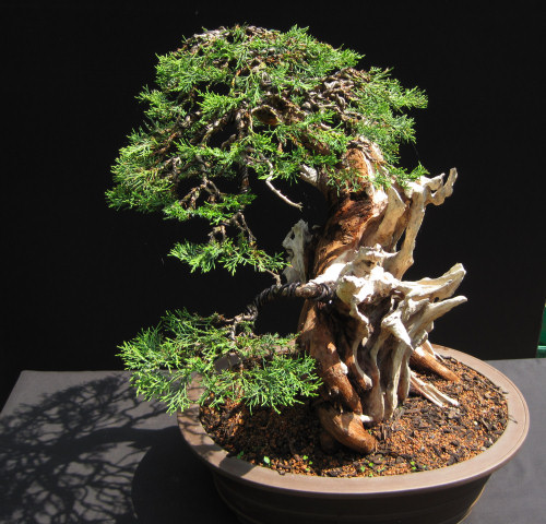 chinese juniper bonsai